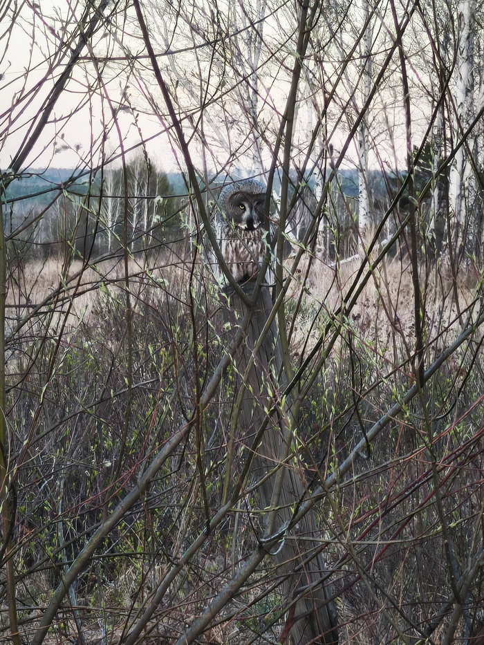 Осматривает всё