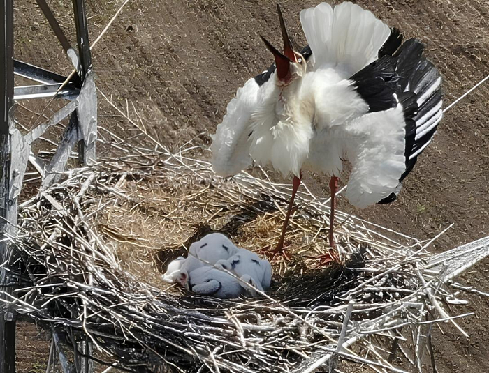 Похоже, колыбельная аистов звучит как боевой клич. И выглядит также.