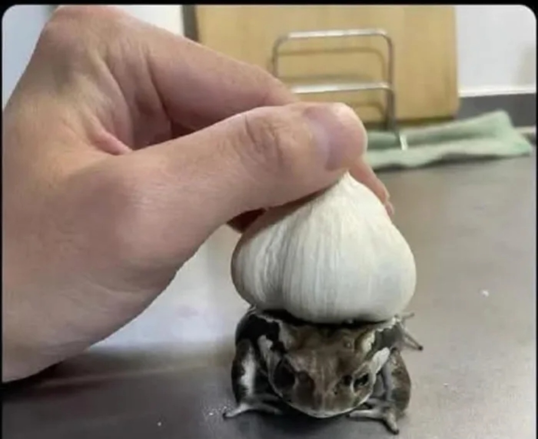 Bulbasaur! - Pokemon, Genetics, Strange humor, 9GAG, Mat