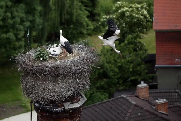 Это гнездо — одно из старейших в Европе. Оно находится в Чехии. Птицы построили его на этом здании в 1824 году!