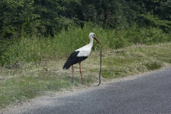 Аист легко расправляются и с ядовитыми гадюками. Ловким движением клюва он зажимает шею рептилии.