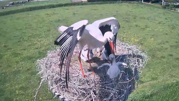 В этом же исследовании учёные заметили интересную закономерность: в 8 из 9 случаев черной работой занимался самец.