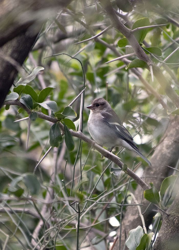 Какой-то пухляш