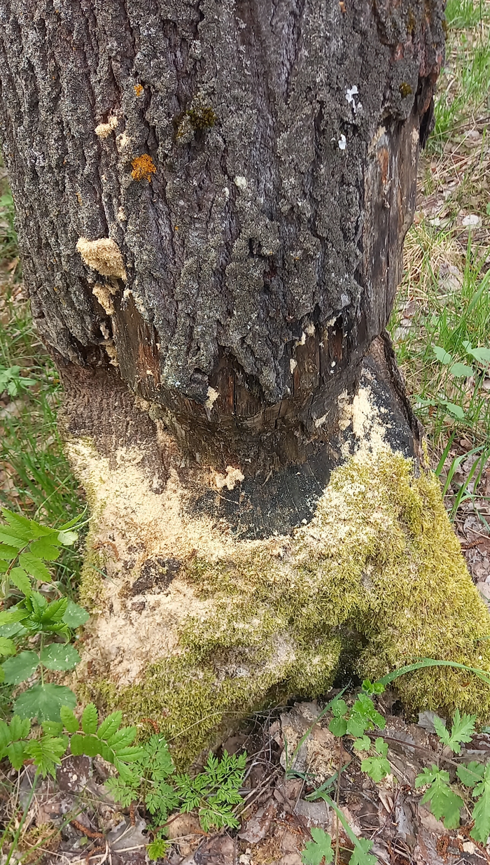 ������ � ������ ��������.