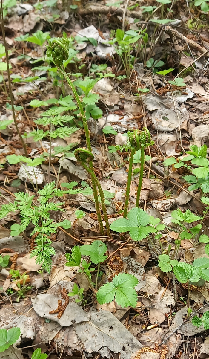 ����������-�����, ������� ������.