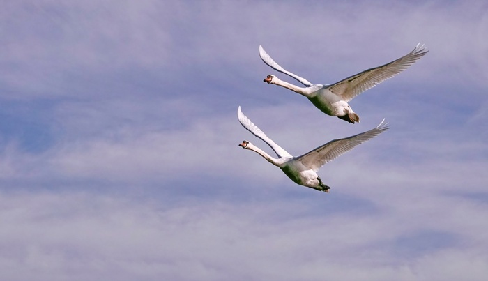 ������ �����