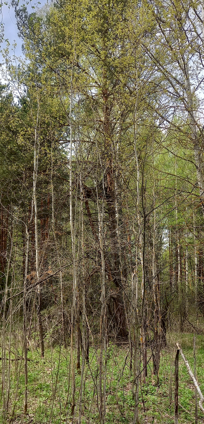 ���� �� �����, ���� �������� � �� ������.