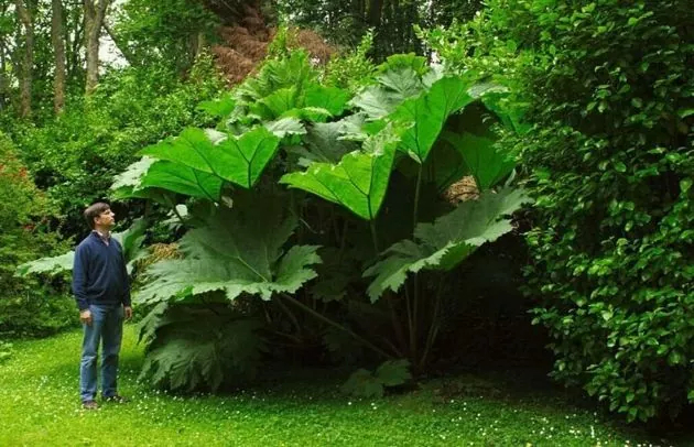 Сахалинские лопухи