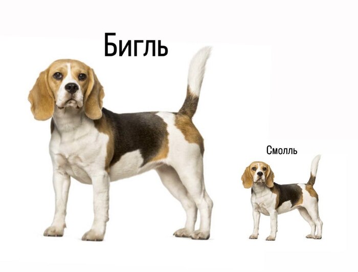 ,   , , ,  ,  ,  , ,  , ,  , Telegram ()