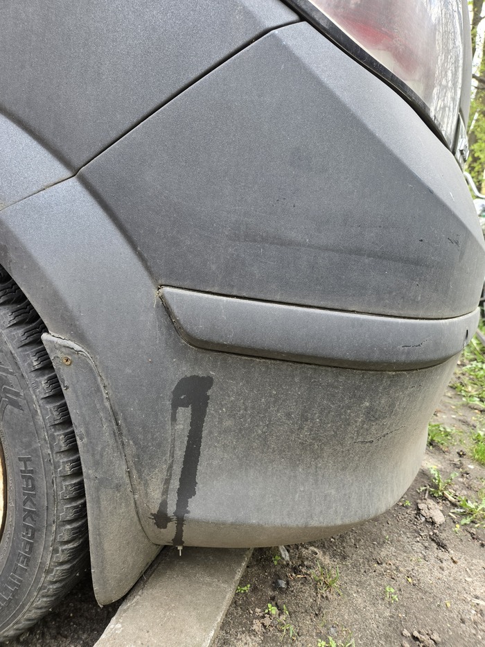 Культура выгула собак