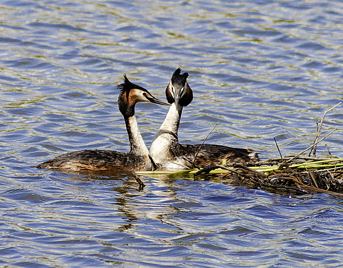 К сожалению Пикабу, несколько исказив цвет и "съев" полутона , сделало снимки более контрастными.