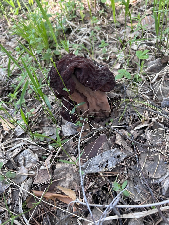 Затем несколько строчков, но на этом всё.