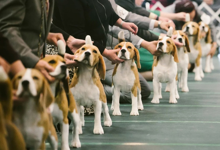 На таких смотрах судьи смотрят не только на внешность собак, но и на их поведение. Так происходит отбор по характеру и ключевым качествам породы.