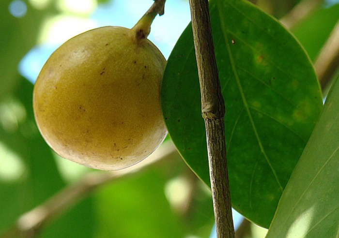 Плоды манцинеллы похожи на ранетки.