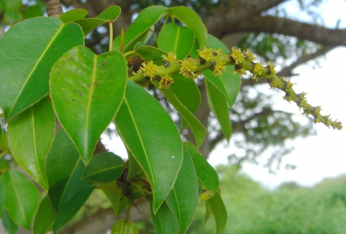Манцинелловое дерево цветет круглый год.