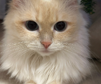 ������ �������