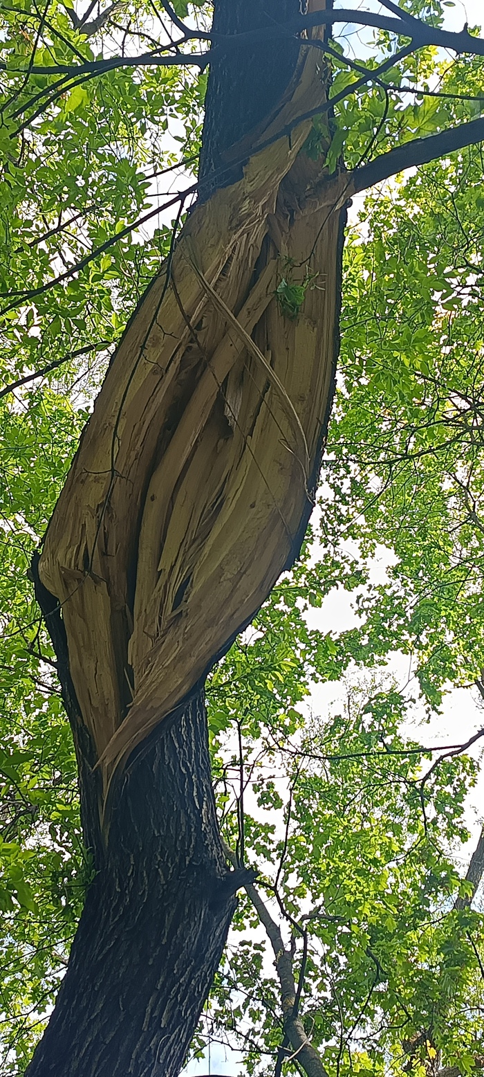 Скрипящая Юмор, Грут, Дерево, Длиннопост