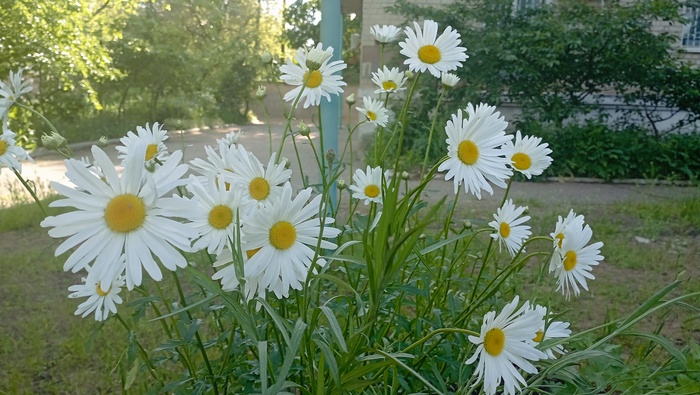 Привет, ромашки
