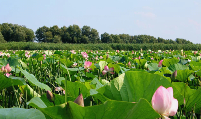 Лотосовые поля Астрахань