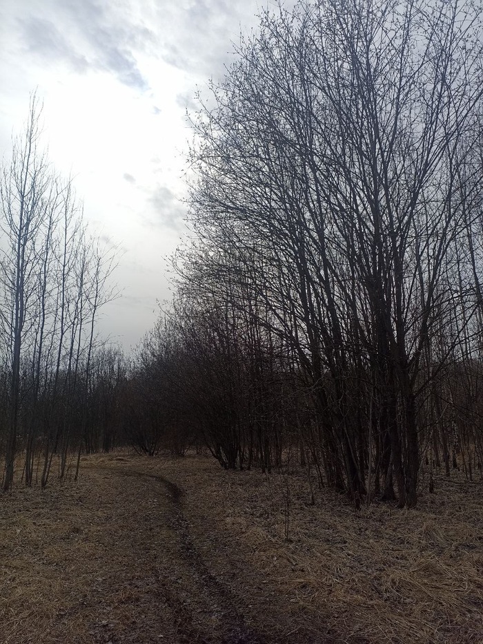 Кому выгодно распространять слухи про Челюскинский лес? Короед в Подлипках и не только…