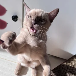 uhctpyktop