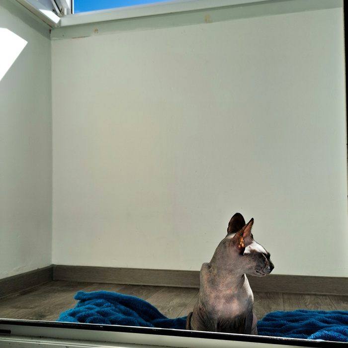 пока кошочка Ирина грела жёпу на балконе, я боролась с доместосом