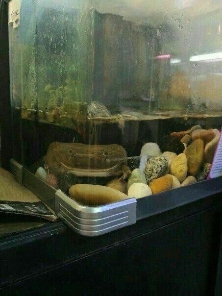     , It Is Wednesday My Dudes, , 