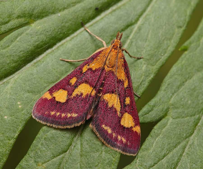 Вот она — настоящая огневка. Огневки — огромное семейство мелких бабочек. Их насчитывают более 6000 видов!