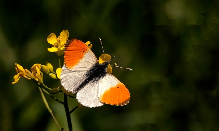 ������� ������� (������)