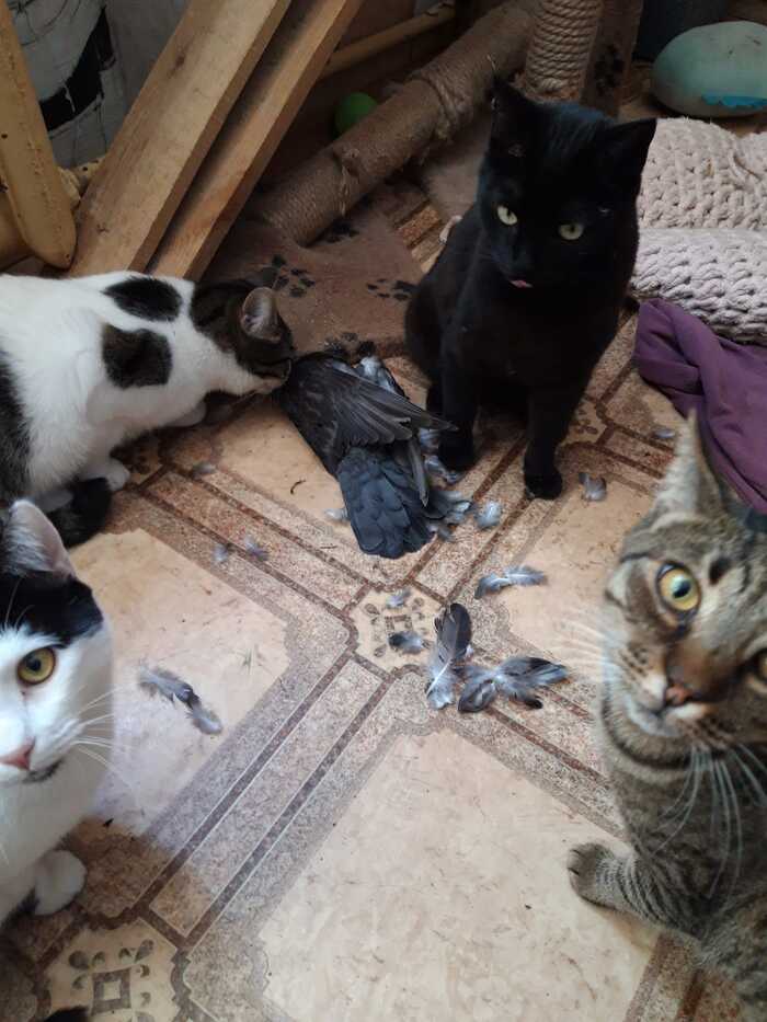 Любовь и голубь!