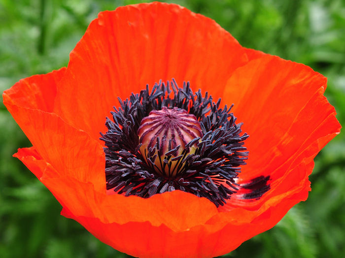 Ответ на пост «17.05.2025. Гора Верблюд, Кавминводы. Прицветниковый реликтовый мак»