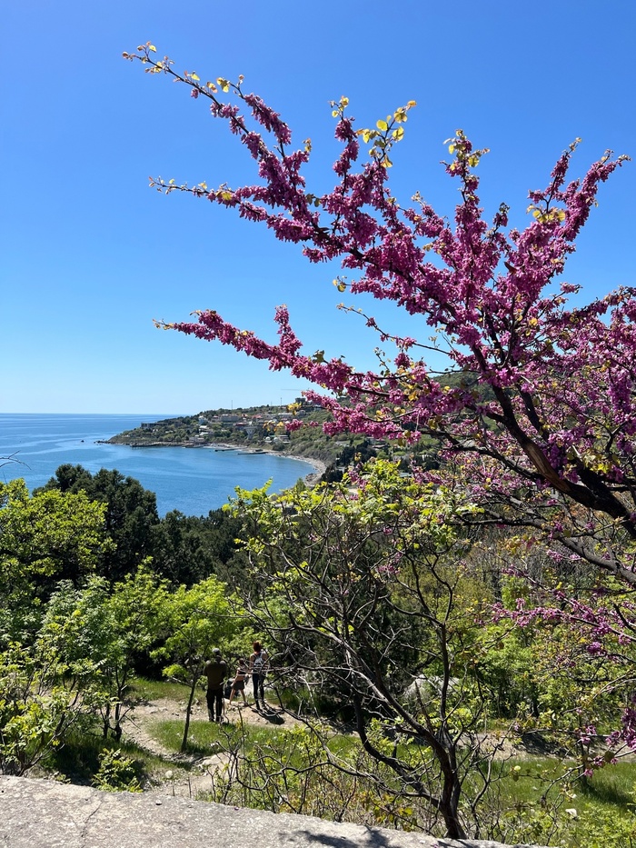 Цветет... миндаль?