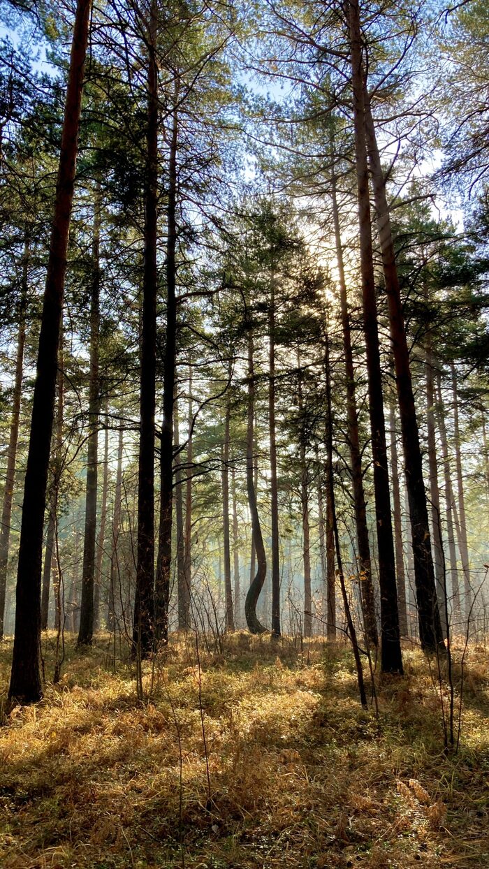 ��������� ��������. ���� � ������� ����������