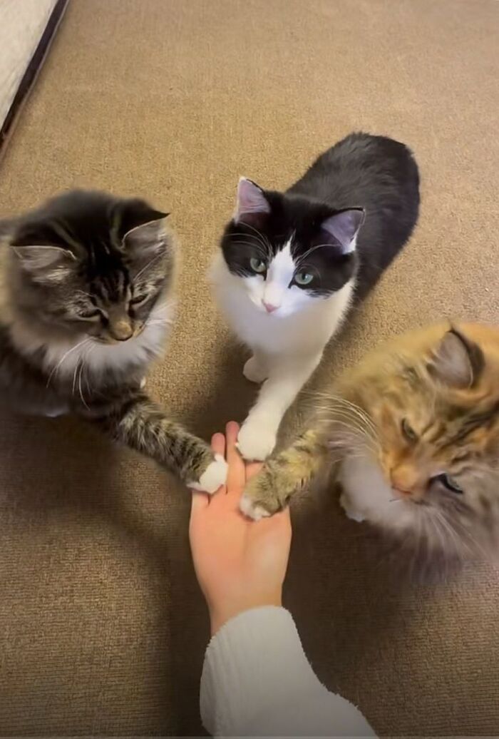   , 