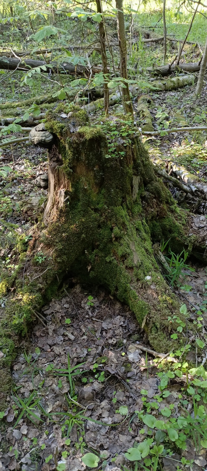 Колоритный пень)