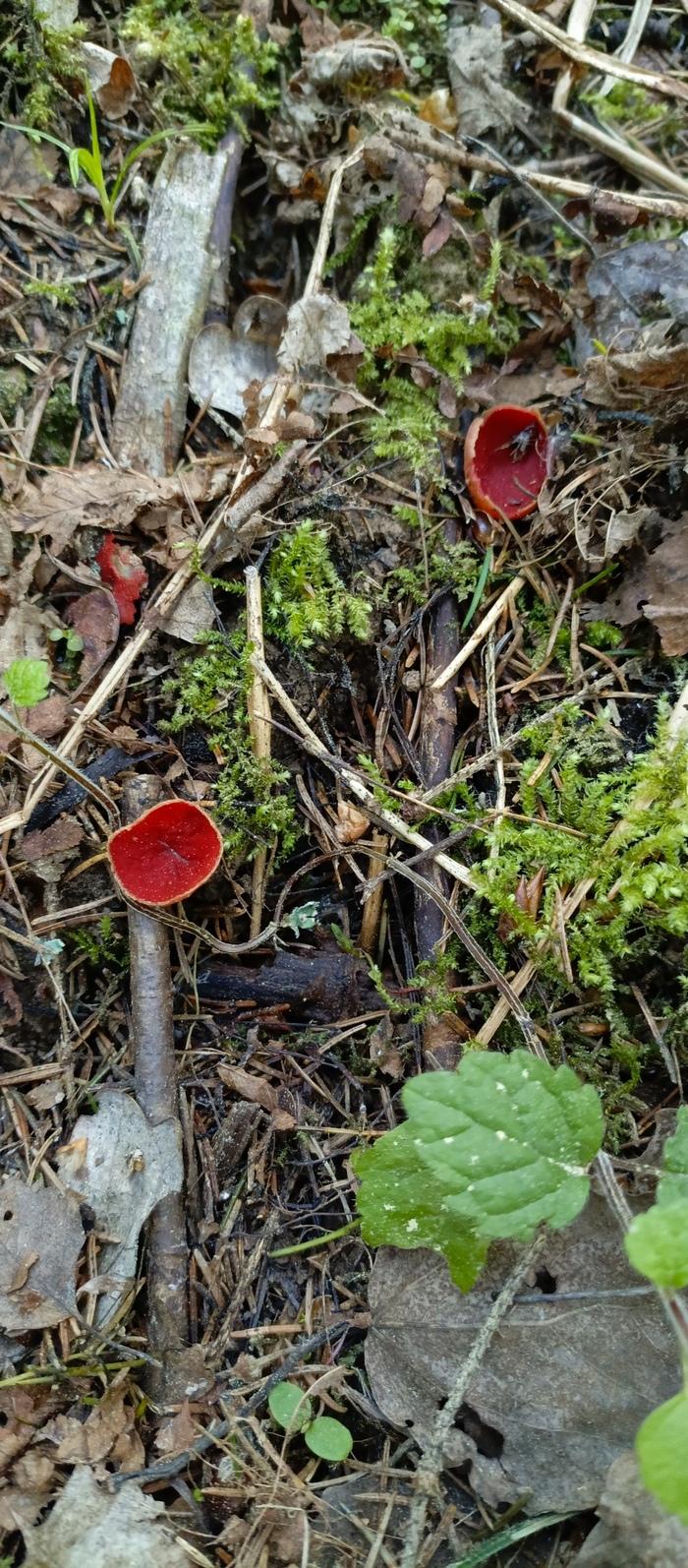 Саркоцифа алая, это вполне съедобный гриб.