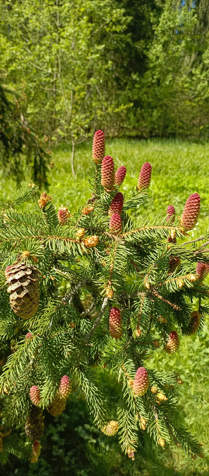 Молодые шишки