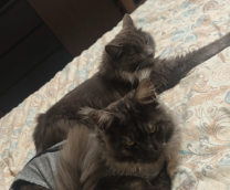 ���� ������� �������