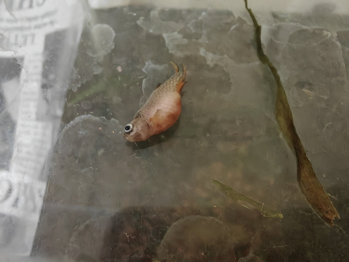 Красные следы, может укусы?