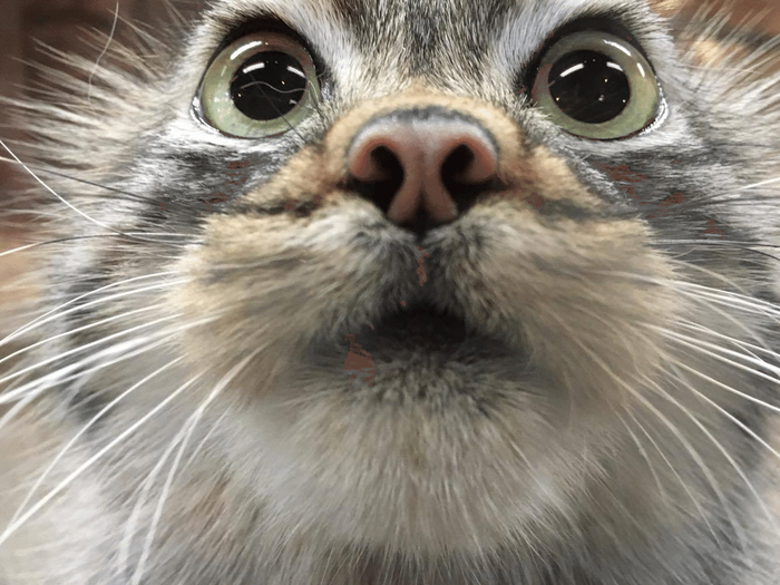 Покойся с миром, Полличка