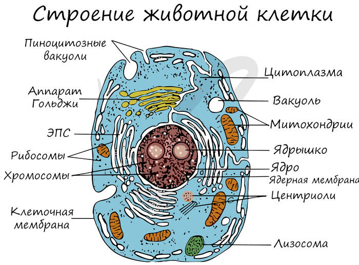 Ответ на пост «Фантастика»
