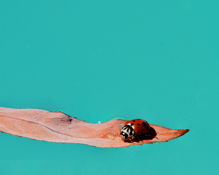 Nikon D7000, Nikkor 105 (f/20 1/500s, ISO 640).