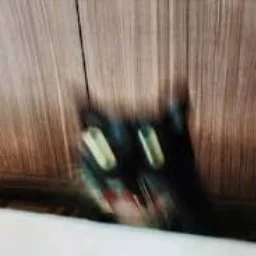 catnotdead