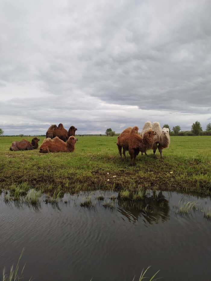 Закинули им хлеба