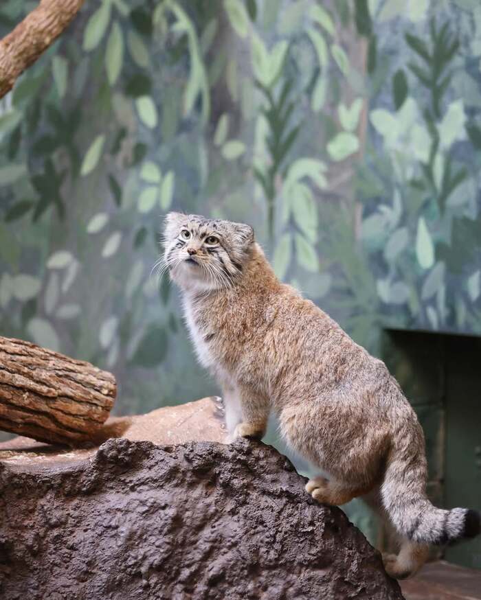 Фото взято из аккаунта <a href="https://pikabu.ru/story/i_snova_s_dnyom_rozhdeniya_12767841?u=https%3A%2F%2Fwww.instagram.com%2Fp%2FDG8QW9pArY0%2F%3Figsh%3Dd2R2MTB3NDYyaDN2&t=bhamzoo%20inst&h=69aac9a1d15a3e782cec2b1a48d69db9ae6a8b64" title="https://www.instagram.com/p/DG8QW9pArY0/?igsh=d2R2MTB3NDYyaDN2" target="_blank" rel="nofollow noopener">bhamzoo inst</a>