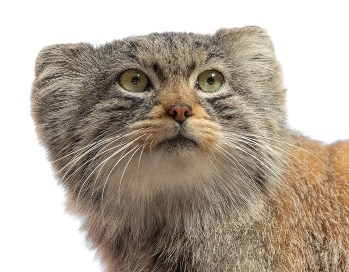 Фото взято с сайта <a href="https://pikabu.ru/story/i_snova_s_dnyom_rozhdeniya_12767841?u=https%3A%2F%2Fmanulization.ru%2Fmanuls%2Fkaz%2Fphotos%2Fgj66ms8BjRX8llRJ&t=manulization.ru&h=6259c4eb493a346aa1ebab89bd7ba1379a96d0f0" title="https://manulization.ru/manuls/kaz/photos/gj66ms8BjRX8llRJ" target="_blank" rel="nofollow noopener">manulization.ru</a> Автор фото greatplainszoo