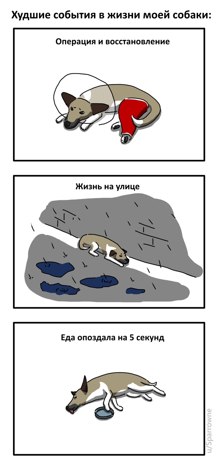 Худшие события в жизни моей собаки