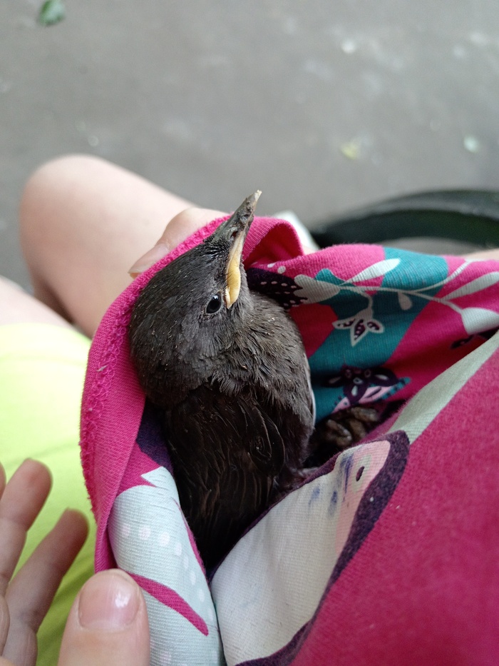 ������ �������