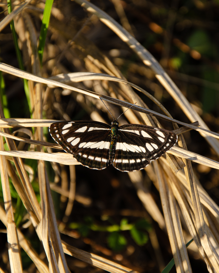 Пеструшка тёмнокрылая.