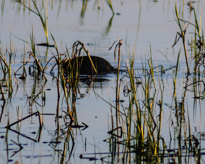 Добывает корешки